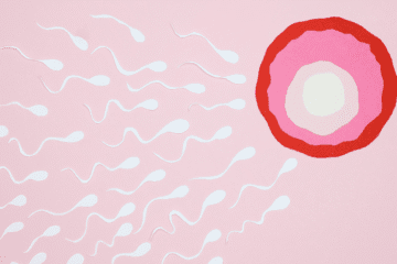 Zygote Development Stages: The Ultimate Key to Early Pregnancy Success