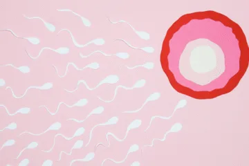 Zygote Development Stages: The Ultimate Key to Early Pregnancy Success