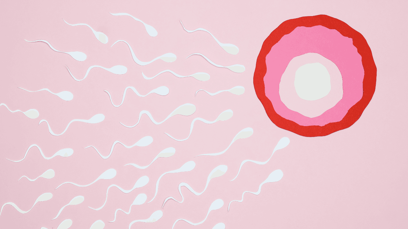 Zygote Development Stages: From Fertilization to Early Pregnancy