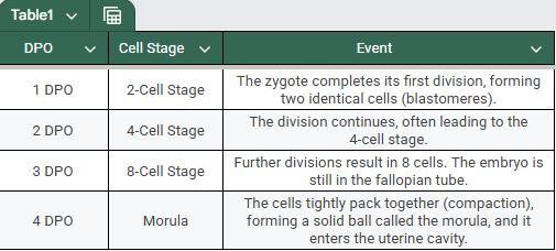 fertilization to implantation